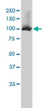 NNT monoclonal antibody (M01), clone 1D6