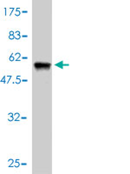 NNT monoclonal antibody (M01), clone 1D6