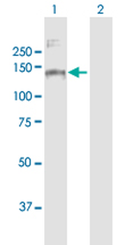 MORC3 purified MaxPab mouse polyclonal antibody (B01P)