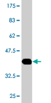HAAO monoclonal antibody (M05), clone 4D1