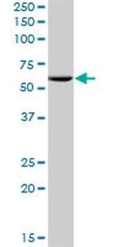 PES1 MaxPab mouse polyclonal antibody (B02)