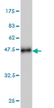 SIRT1 monoclonal antibody (M01), clone 7B7