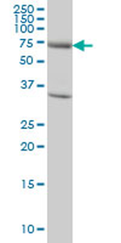 EXOC7 monoclonal antibody (M01), clone 1D4