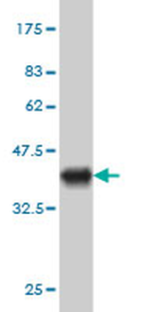 EXOC7 monoclonal antibody (M01), clone 1D4