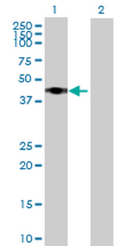 RRS1 purified MaxPab mouse polyclonal antibody (B02P)
