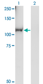 RGL1 monoclonal antibody (M01), clone 2D10