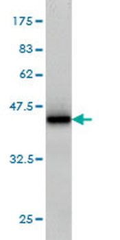 RGL1 monoclonal antibody (M01), clone 2D10