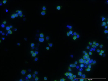 STAB1 monoclonal antibody (M05), clone 4G9
