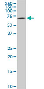 SWAP70 monoclonal antibody (M09A), clone 3H8