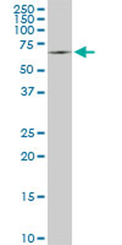 SWAP70 monoclonal antibody (M09A), clone 3H8