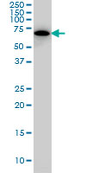 SWAP70 monoclonal antibody (M09A), clone 3H8