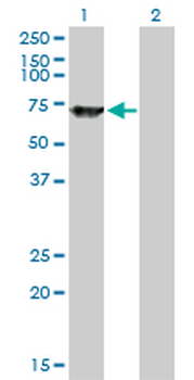 SWAP70 monoclonal antibody (M09A), clone 3H8