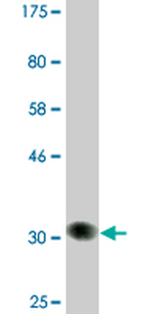 SWAP70 monoclonal antibody (M09A), clone 3H8