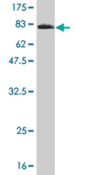 NT5C2 monoclonal antibody (M02), clone 3C1
