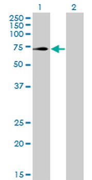 TRIM32 monoclonal antibody (M09), clone 2E5