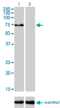 TRIM32 monoclonal antibody (M09), clone 2E5