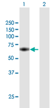 MTMR15 purified MaxPab mouse polyclonal antibody (B01P)