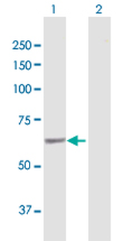 SACM1L purified MaxPab rabbit polyclonal antibody (D01P)