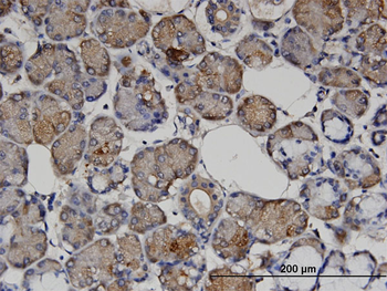 VASH1 monoclonal antibody (M05), clone 4A3