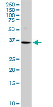 VASH1 monoclonal antibody (M05), clone 4A3