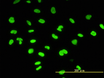 CBX3 monoclonal antibody (M01), clone 1G12-1D9