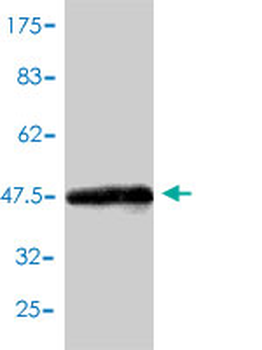 CBX3 monoclonal antibody (M01), clone 1G12-1D9
