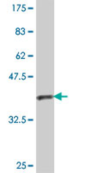 COPE polyclonal antibody (A01)