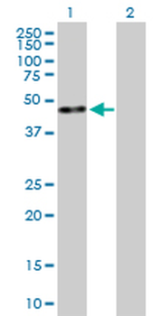 KLF8 purified MaxPab mouse polyclonal antibody (B01P)