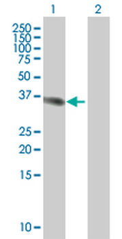 USP18 MaxPab mouse polyclonal antibody (B01)