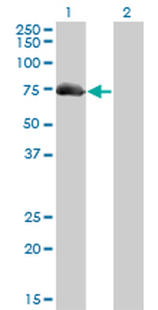 AKAP10 monoclonal antibody (M04), clone 8C10