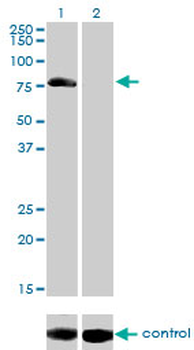 AKAP10 monoclonal antibody (M04), clone 8C10