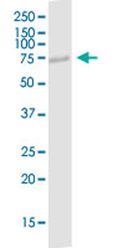 POLI monoclonal antibody (M01), clone 8G9