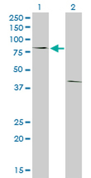 POLI monoclonal antibody (M01), clone 8G9