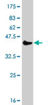 POLI monoclonal antibody (M01), clone 8G9
