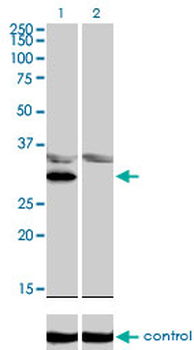 LDB3 monoclonal antibody (M06), clone 3C8