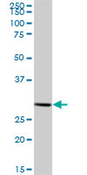 HIBADH purified MaxPab mouse polyclonal antibody (B01P)