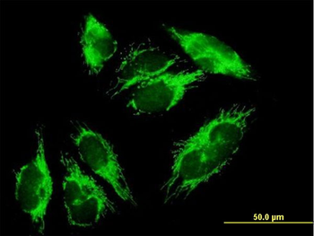 HIBADH purified MaxPab mouse polyclonal antibody (B01P)