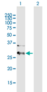 HIBADH purified MaxPab mouse polyclonal antibody (B01P)