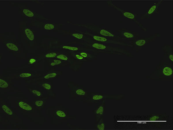 HNRPUL1 MaxPab mouse polyclonal antibody (B01)