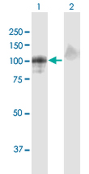HNRPUL1 MaxPab mouse polyclonal antibody (B01)