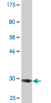 ADAM29 monoclonal antibody (M09), clone 3A6