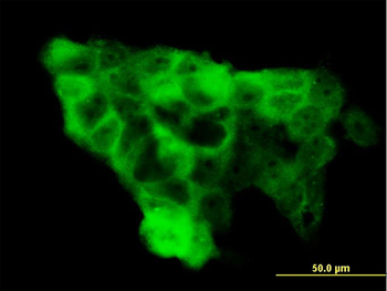 WWP1 monoclonal antibody (M01), clone 1A7