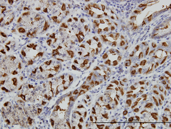WWP1 monoclonal antibody (M01), clone 1A7
