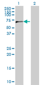 CPSF6 monoclonal antibody (M10), clone 3F11