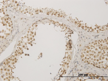 NUDT21 monoclonal antibody (M12), clone 3F8