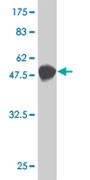 NUDT21 monoclonal antibody (M12), clone 3F8