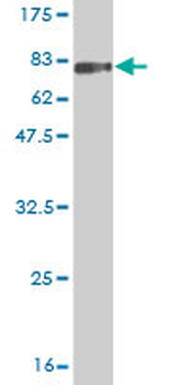 LILRA3 monoclonal antibody (M01), clone 2E9