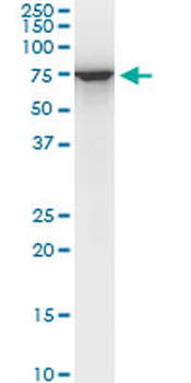 STIP1 monoclonal antibody (M06), clone 1C6