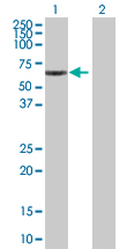 MSL3L1 MaxPab mouse polyclonal antibody (B01)