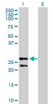 PRDX3 purified MaxPab rabbit polyclonal antibody (D01P)